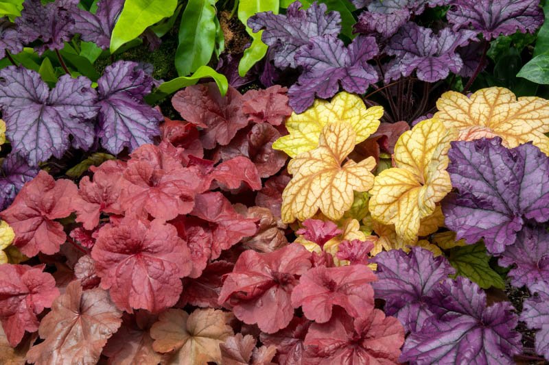  Coral Bells for Part Shade