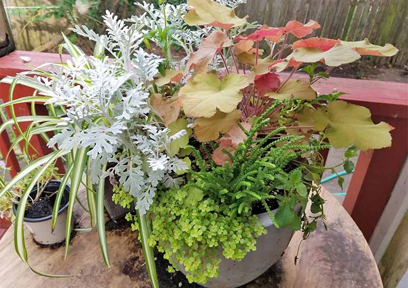 Coral Bells in Containers for Part Shade