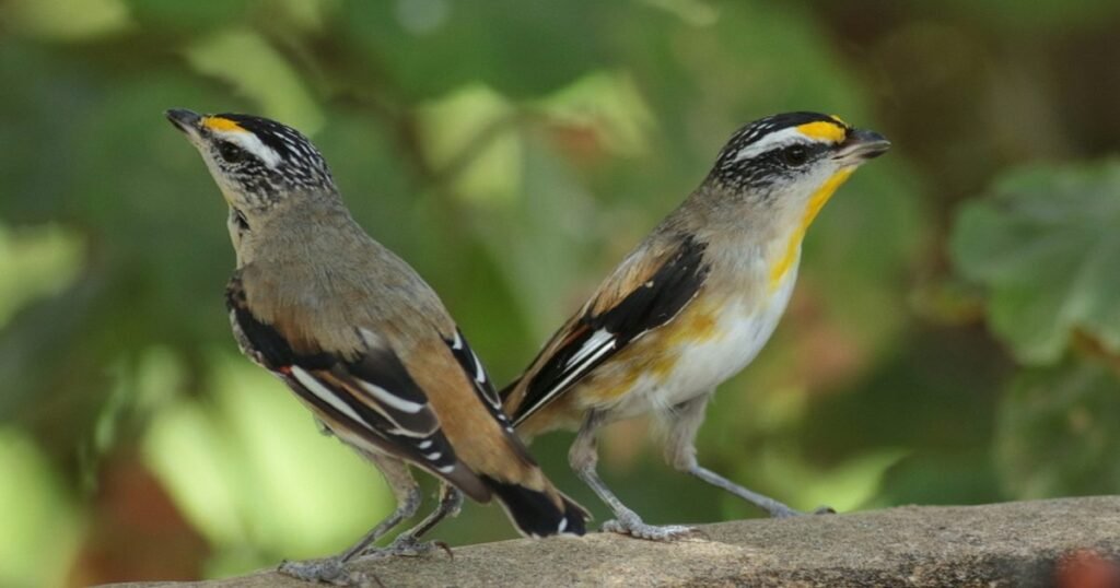 local birds in yard