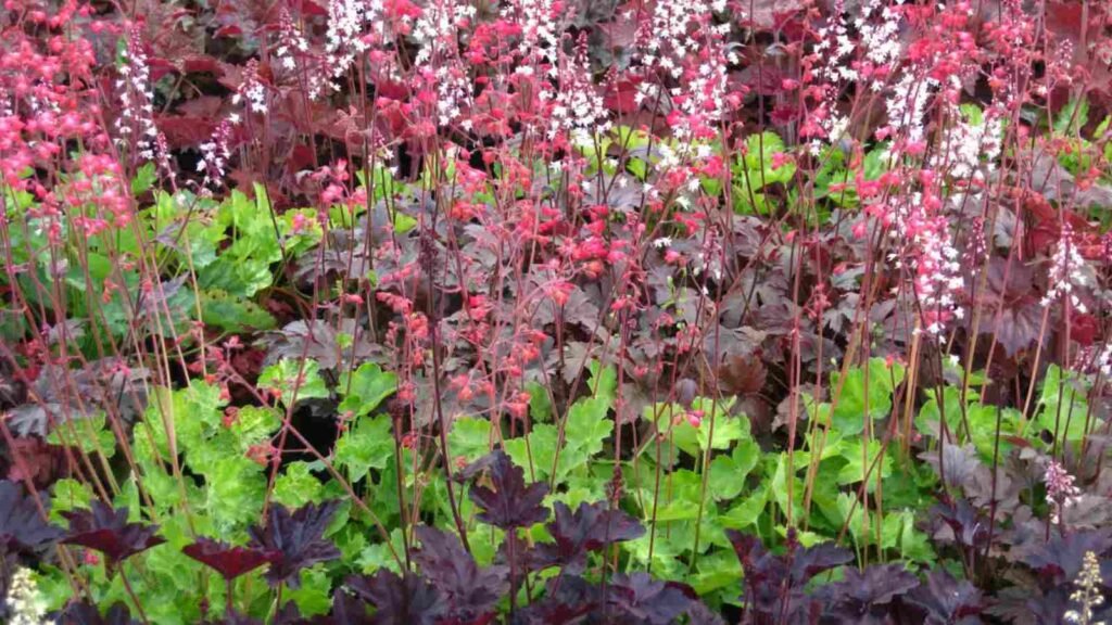  Coral Bells in Part Shade