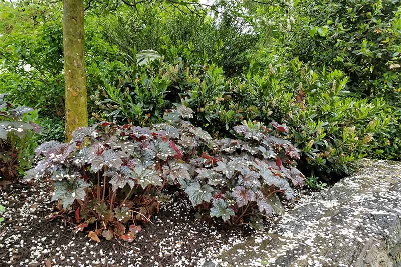 Coral Bells in Part Shade