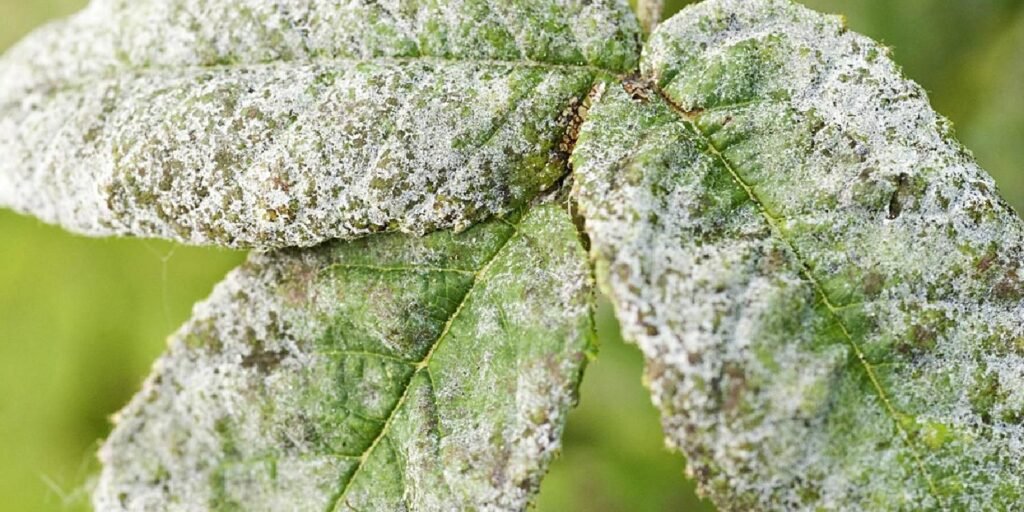 Powdery mildew on Coral Bells' leaves