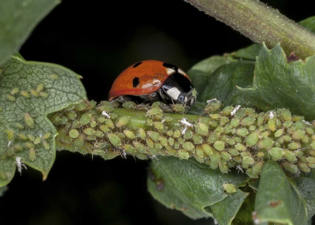 Coral Bells Pests